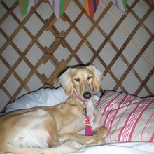 saskia