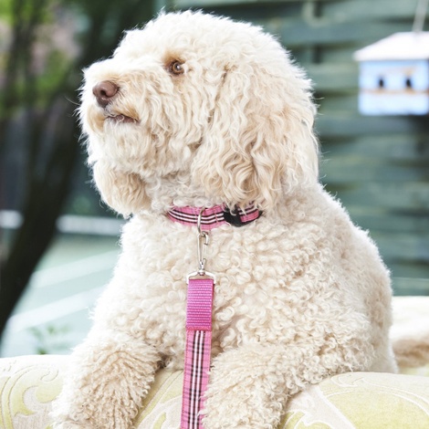 Pink Burberry Plaid Dog Collar 