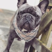 Pet Pooch Boutique - Barkberry Plaid Dog Bandana