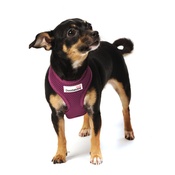 Doodlebone - Airmesh Dog Harness – Purple