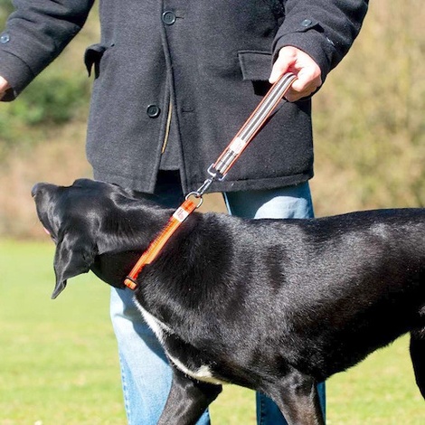 Dog traffic lead Clearance