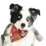 Pet Pooch Boutique - Orange Pow Dog Bandana