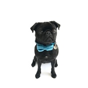 Turquoise Velvet Bowtie