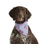 Pet Pooch Boutique - Anchors Away Dog Bandana