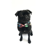Percy & Co - Collar and Bow Tie - Jesmond