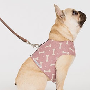 SHOP FOR YOUR FRENCH BULLDOG