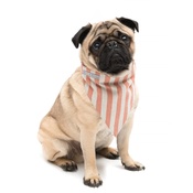 Mutts & Hounds - Orange Stripe Brushed Cotton Dog Bandana