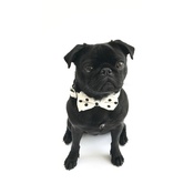 Percy & Co - Collar and Bow Tie - Mayfair