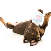 FuzzYard - Froyo Frozen Yoghurt Dog Toy