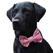 Dapper Pets - Pink Velvet Dog Bow Tie