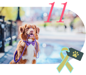 We support pet welfare charities