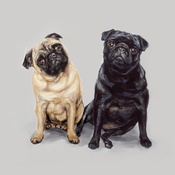 Paint My Dog - Pug Pair Art Print