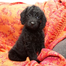 Bertie