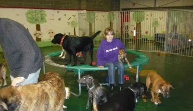 flat haired retriever puppies