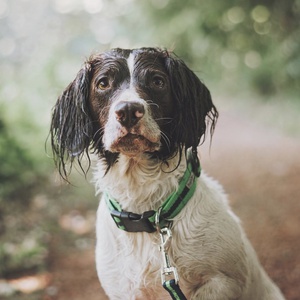 Green Dog Collar