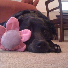 Daisy