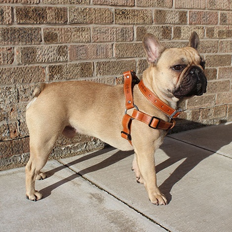 tan dog collar