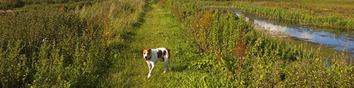 Dog-friendly Camarthenshire