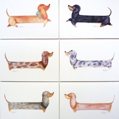Dachshund Design - Standard Daxy Pack of 6