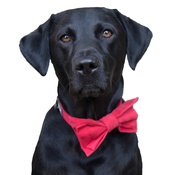 Dapper Pets - Red Velvet Dog Bow Tie