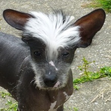 Mr Bo Jangles