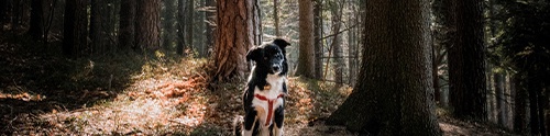 Dog Friendly Cottages & Lodges New Forest