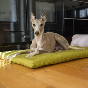 Plain Dog Roll Bed - Olive