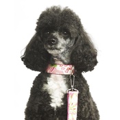 Pet Pooch Boutique - Lily Dog Lead 1" Width