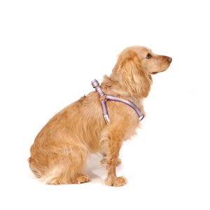 Reflective Bold Dog Harness – Purple