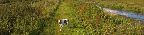 Dog-friendly Cumbria