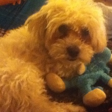 Rocco