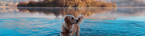Dog-friendly Lake District