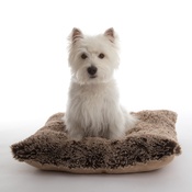 In Vogue Pets - Pooch Pad Dog Pillow - Brown