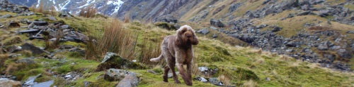 Dog Friendly Lodges Wales