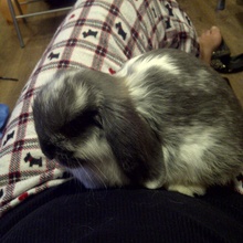 Gizzy