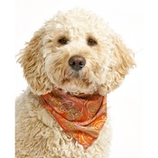 Pet Pooch Boutique - Paisley Cowboy Dog Bandana