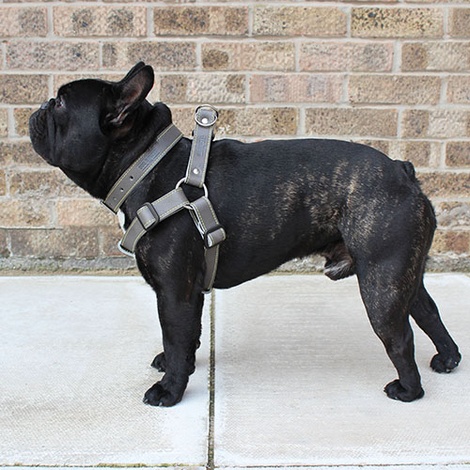 grey dog harness