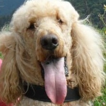 Sam