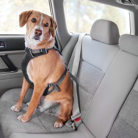 Load Up Car Harness - Obsidian Black