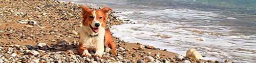 Dog-friendly Hotels Dorset