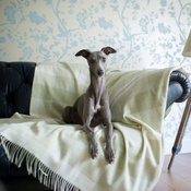 The Lounging Hound - Patterned Merino Wool Throw - Springtime