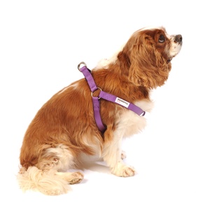 Bold Dog Harness – Purple