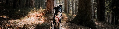 Dog-friendly Norfolk