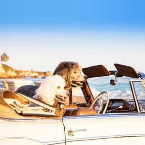 <strong>NEW! Destination Guides</strong> Discover the very best dog-friendly places to stay, beaches, walks and more in our favourite dog-friendly destinations.