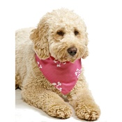 Pet Pooch Boutique - Pink Pirate Dog Bandana