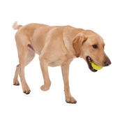 West Paw - Zogoflex® Jive Dog Ball – Green