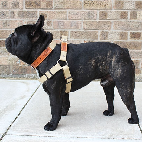 tan dog harness