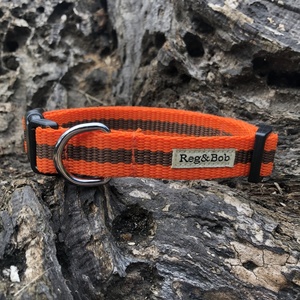 Orange Dog Collar