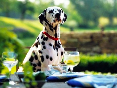 Top Dog-friendly Places to Eat