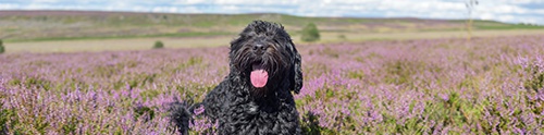 Dog-friendly Greater Manchester